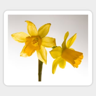 Daffodil Haiku Sticker